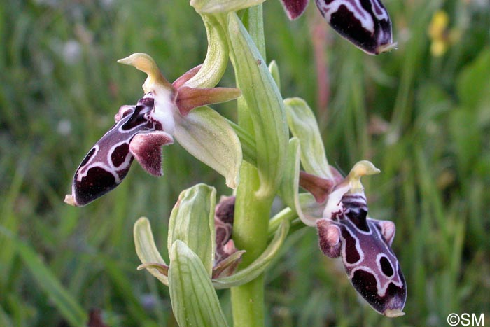Ophrys kotschyi