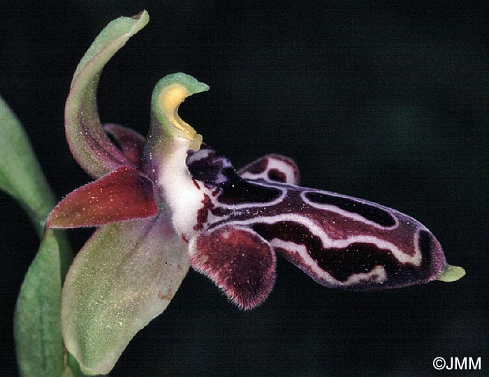 Ophrys kotschyi