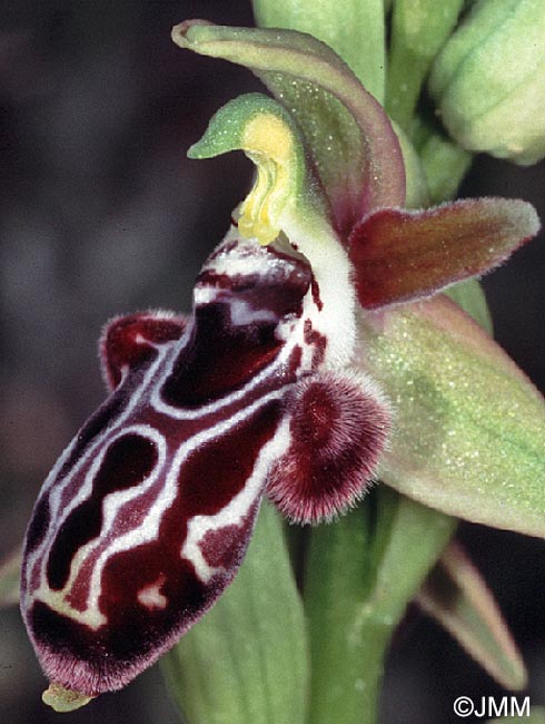 Ophrys kotschyi