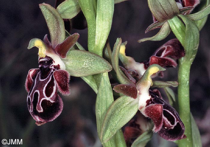 Ophrys kotschyi