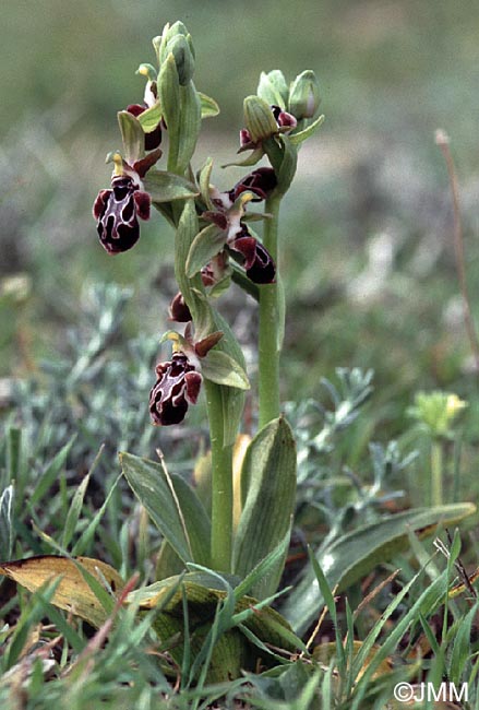 Ophrys kotschyi