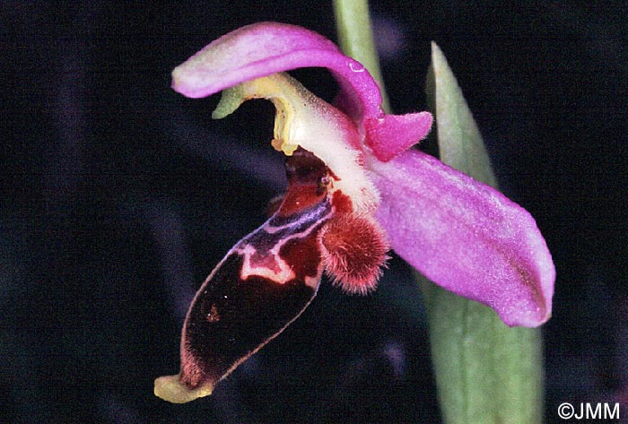 Ophrys lapethica