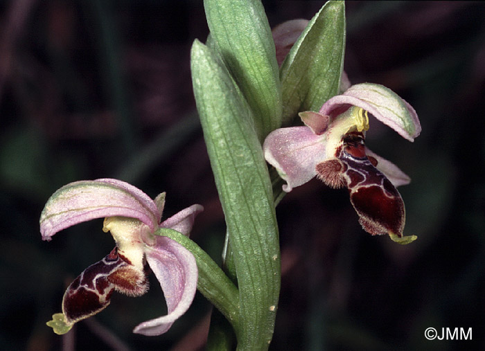 Ophrys lapethica 