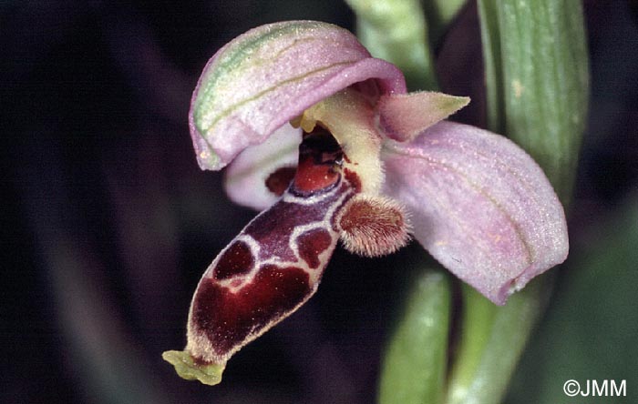 Ophrys lapethica