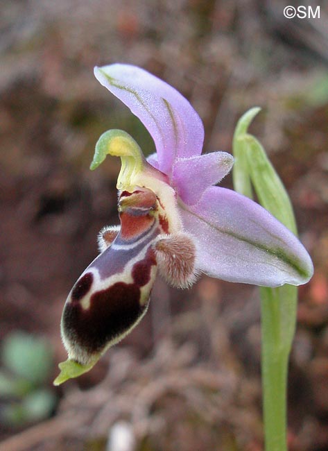 Ophrys lapethica