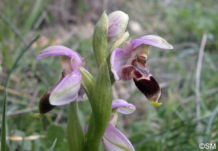 Ophrys lapethica
