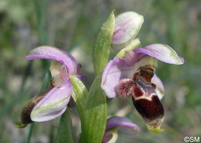 Ophrys lapethica