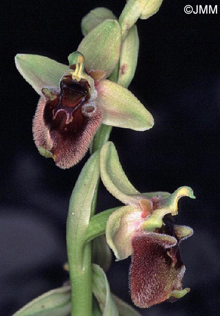 Ophrys levantina