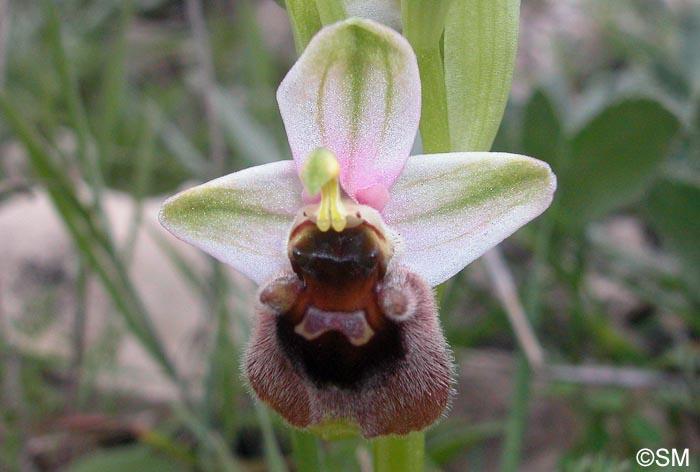 Ophrys levantina