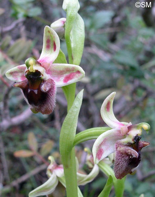 Ophrys levantina