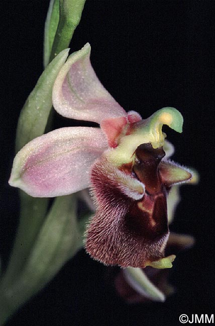 Ophrys levantina