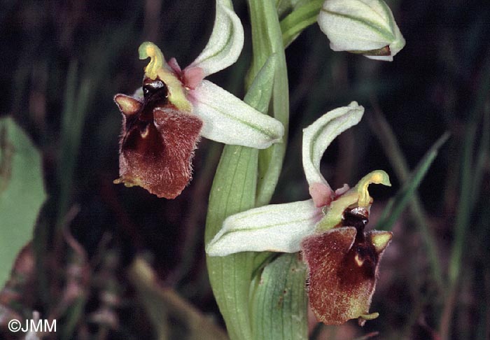 Ophrys levantina