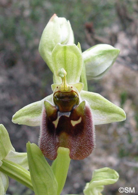 Ophrys levantina