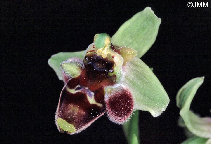 Ophrys levantina x Ophrys umbilicata