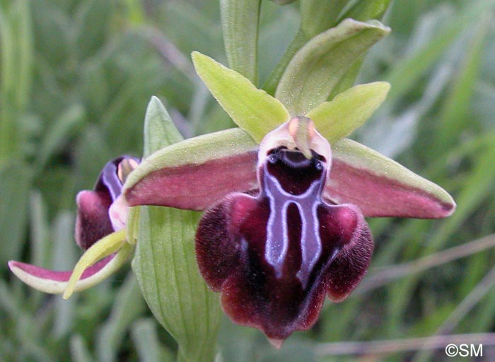 Ophrys morio