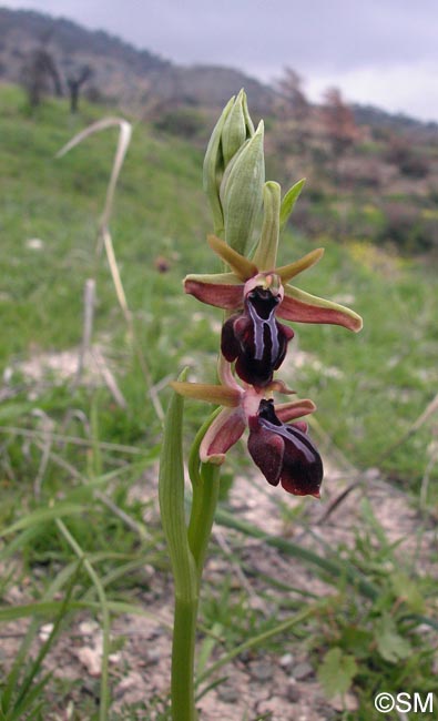 Ophrys morio