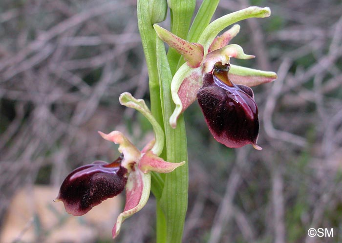Ophrys morio