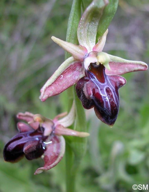 Ophrys morio