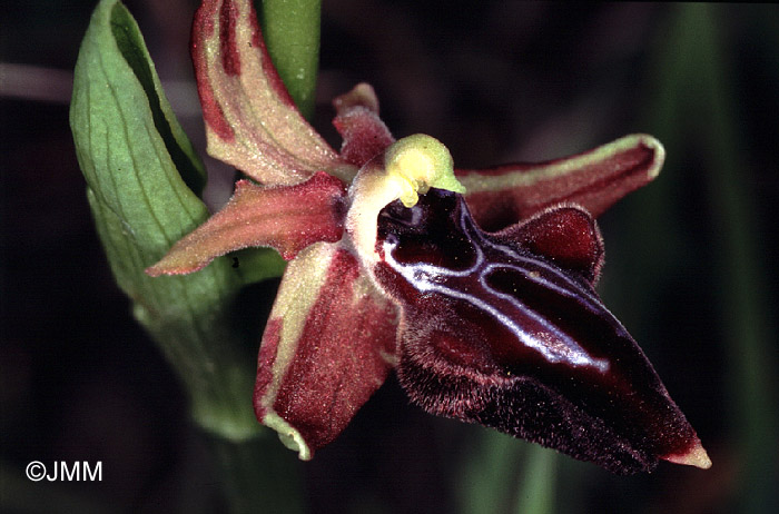 Ophrys morio