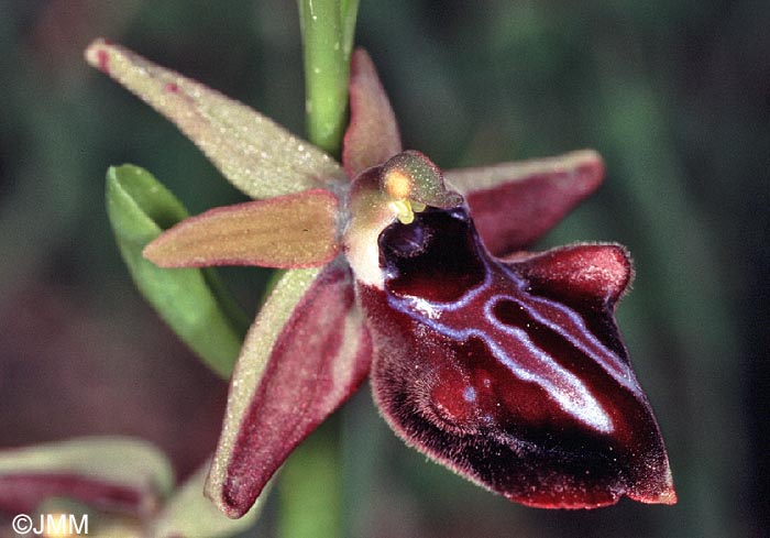 Ophrys morio