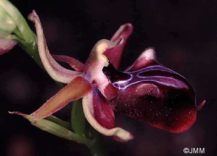 Ophrys morio