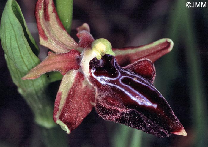 Ophrys morio