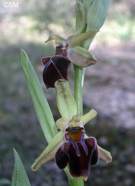 Ophrys morio