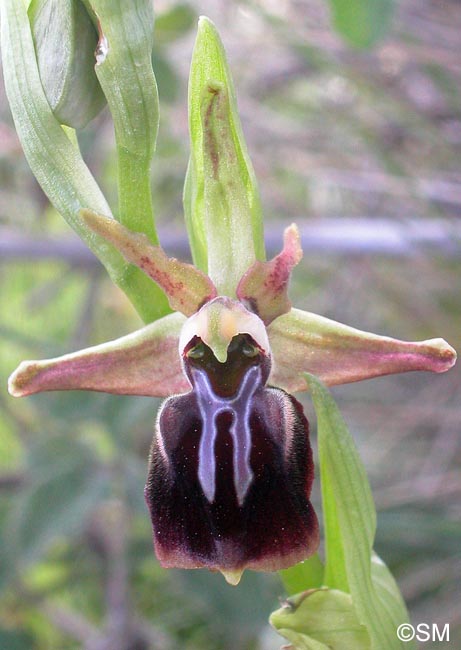 Ophrys morio