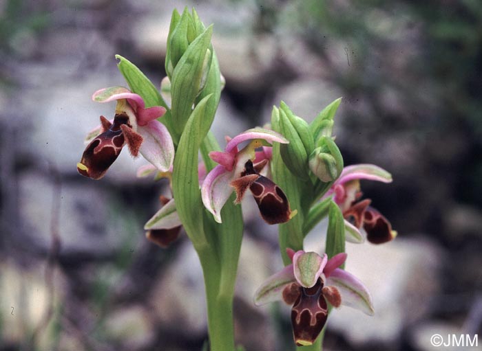 Ophrys orientalis