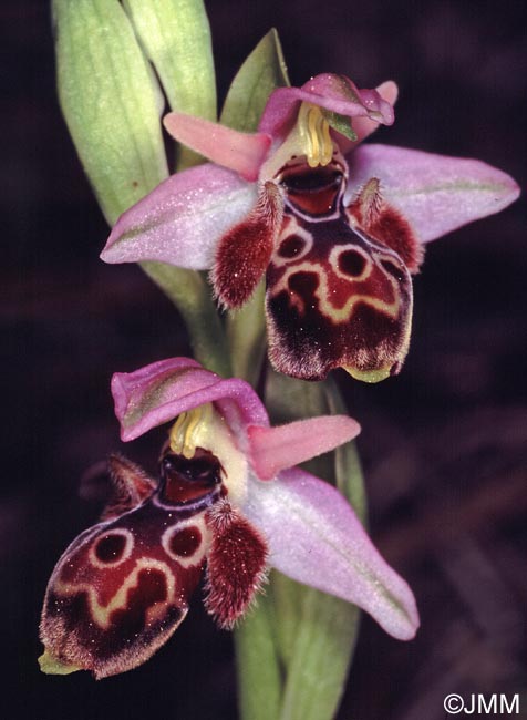 Ophrys orientalis