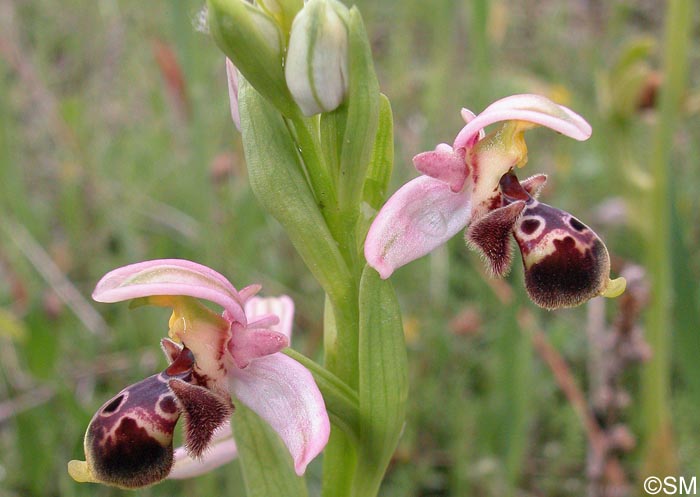 Ophrys orientalis