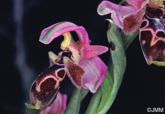 Ophrys orientalis