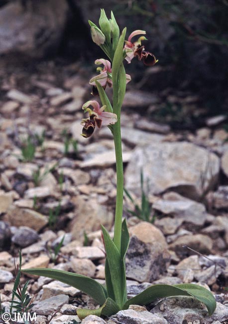 Ophrys orientalis