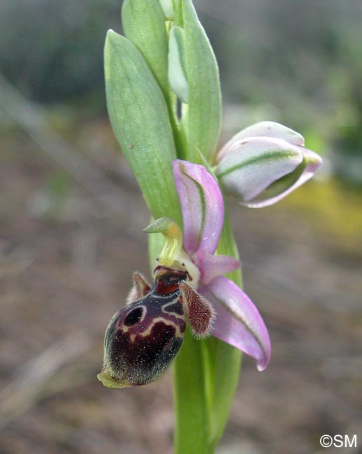 Ophrys orientalis