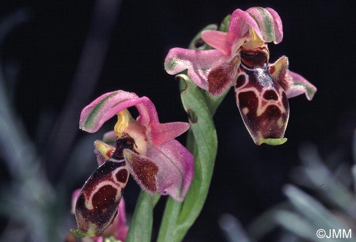 Ophrys orientalis