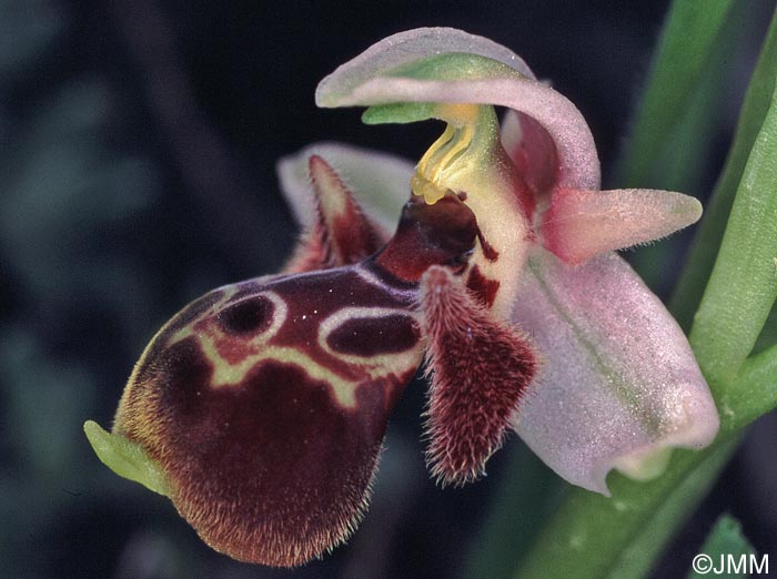 Ophrys orientalis