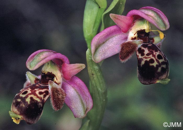 Ophrys orientalis