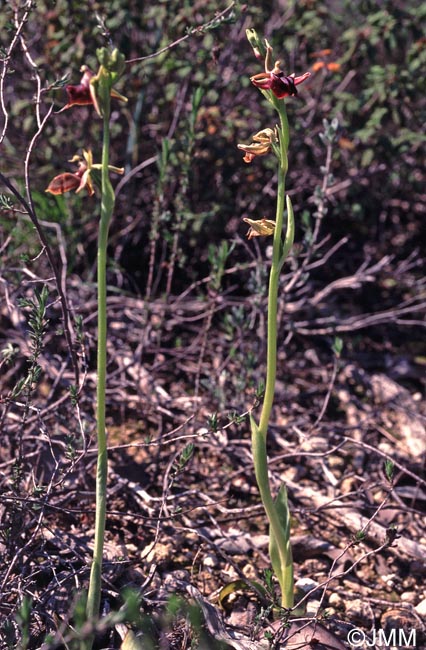 Ophrys posteria