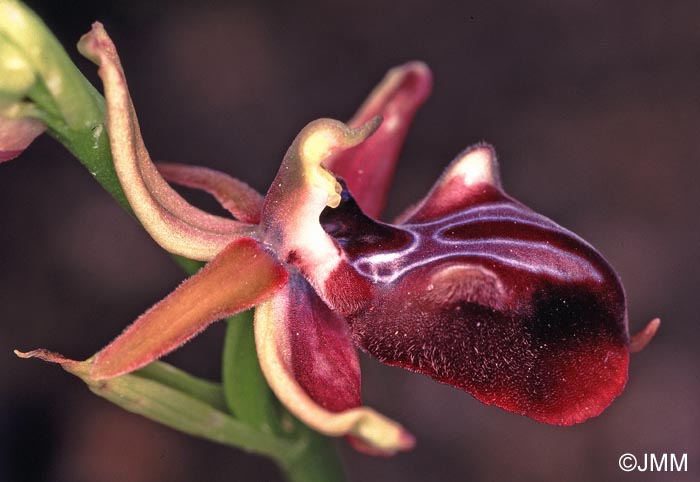 Ophrys posteria