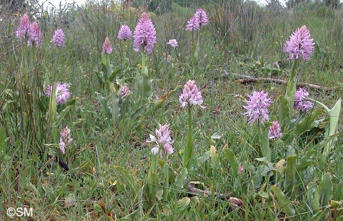 Orchis italica