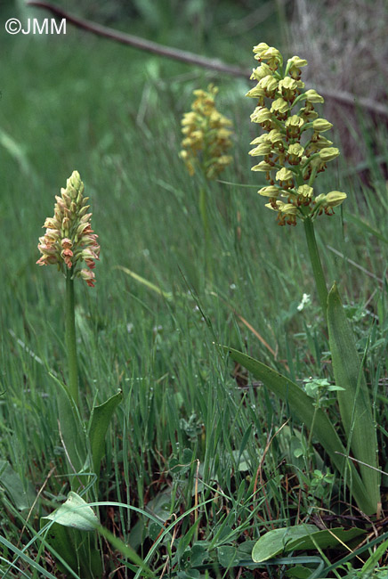 Orchis italica x Orchis punctulata