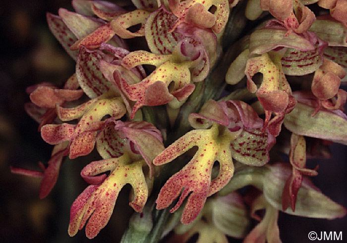 Orchis italica x Orchis punctulata