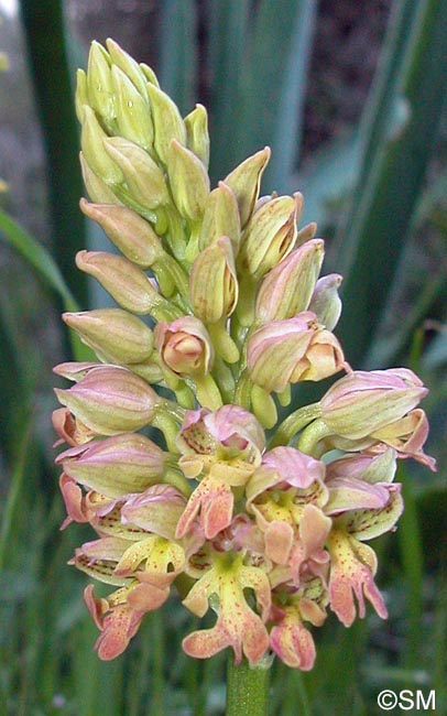 Orchis italica x Orchis punctulata