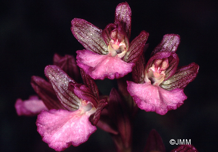 Orchis papilionacea subsp. palaestina