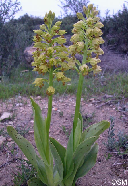 Orchis punctulata