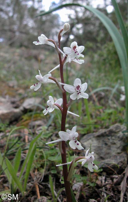 Orchis sezikiana