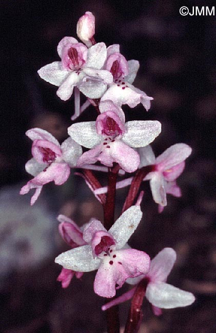 Orchis sezikiana