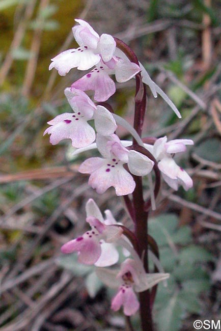 Orchis sezikiana