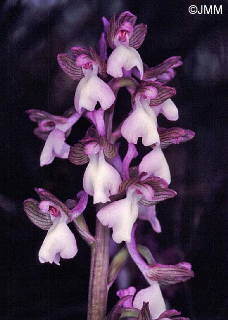 Orchis syriaca = Herorchis syriaca = Anacamptis syriaca