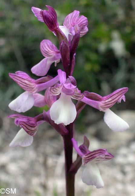Orchis syriaca = Herorchis syriaca = Anacamptis syriaca